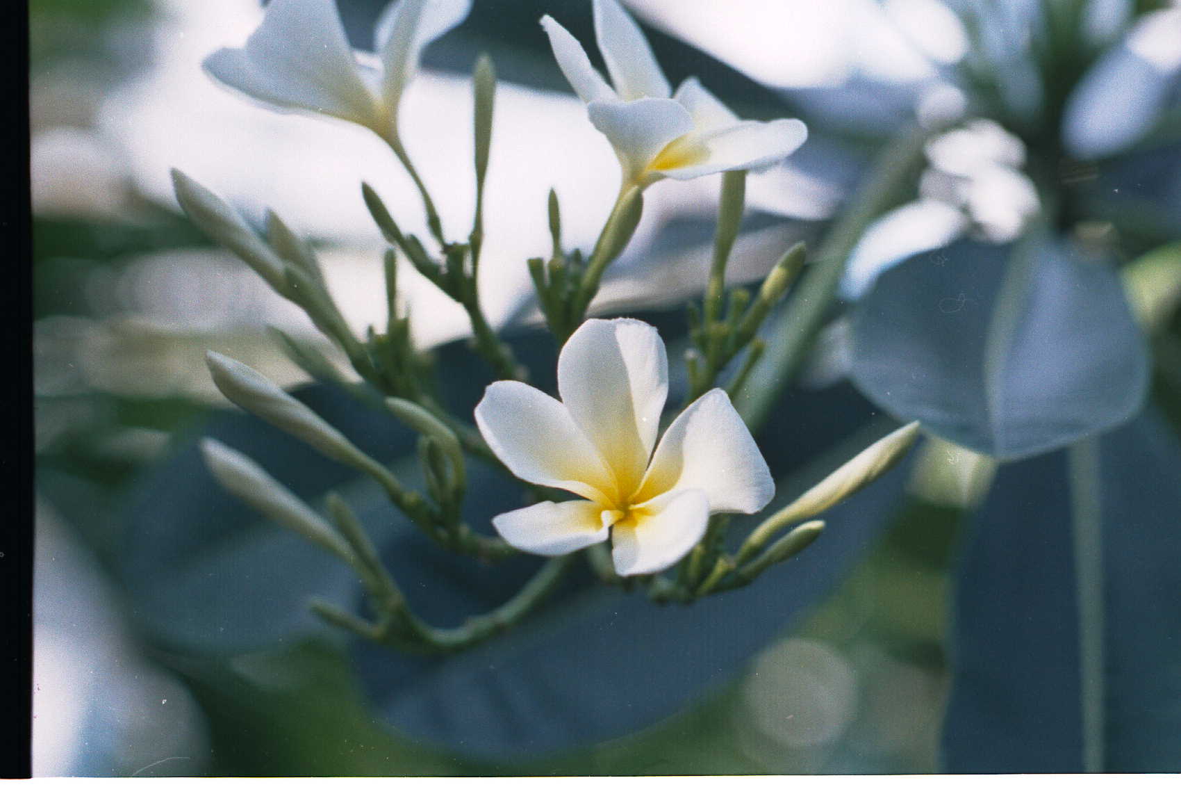 th